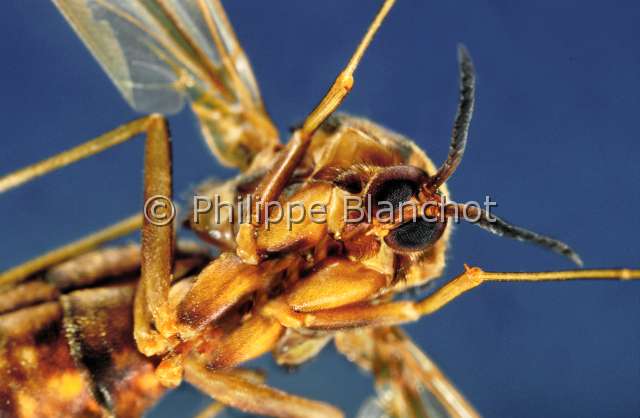 Keroplatus tipuloides.JPG - Keratoplatus tipuloides (Portrait)Keroplate de BoscFlyDipteraKeroplatidaeFrance